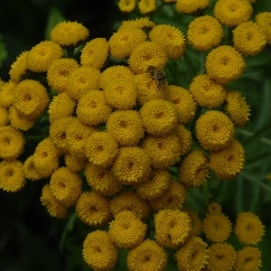 Photographie n°2148562 du taxon Tanacetum vulgare L. [1753]