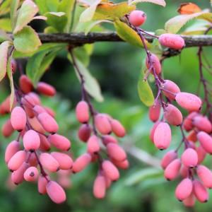 Photographie n°2148576 du taxon Berberis vulgaris L. [1753]