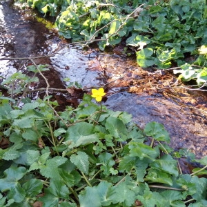 Photographie n°2148671 du taxon Caltha palustris L. [1753]