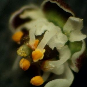 Photographie n°2148684 du taxon Teesdalia nudicaulis (L.) R.Br. [1812]