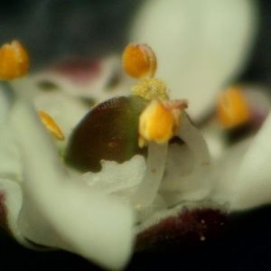 Photographie n°2148685 du taxon Teesdalia nudicaulis (L.) R.Br. [1812]