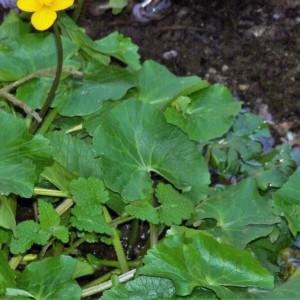 Photographie n°2148688 du taxon Caltha palustris L. [1753]