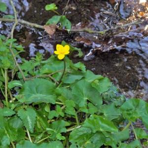 Photographie n°2148689 du taxon Caltha palustris L. [1753]