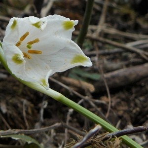 Photographie n°2148745 du taxon Leucojum vernum L. [1753]