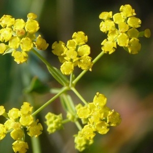 Photographie n°2148746 du taxon Bupleurum falcatum L. [1753]