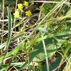 Photographie n°2148749 du taxon Bupleurum falcatum L. [1753]