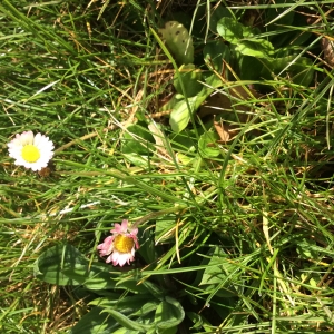 Photographie n°2148790 du taxon Bellis perennis L. [1753]