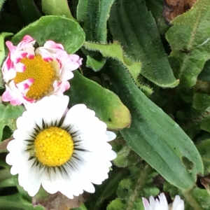 Photographie n°2148844 du taxon Bellis perennis L. [1753]