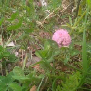 Photographie n°2148865 du taxon Trifolium pratense L. [1753]