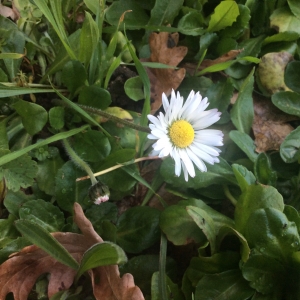 Photographie n°2148871 du taxon Bellis perennis L. [1753]