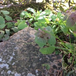 Photographie n°2148876 du taxon Lamium purpureum L. [1753]