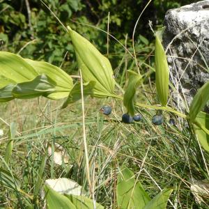 Photographie n°2148886 du taxon Polygonatum odoratum (Mill.) Druce [1906]