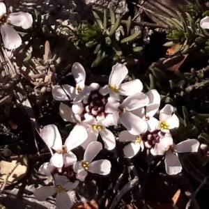 Photographie n°2148921 du taxon Iberis saxatilis L. [1756]