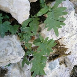 Photographie n°2148949 du taxon Polypodium cambricum L. [1753]