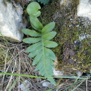 Photographie n°2148950 du taxon Polypodium cambricum L. [1753]