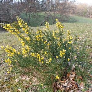 Photographie n°2148952 du taxon Ulex europaeus L. [1753]