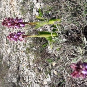 Photographie n°2148991 du taxon Himantoglossum robertianum (Loisel.) P.Delforge [1999]
