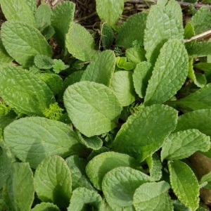 Photographie n°2149001 du taxon Borago officinalis L. [1753]