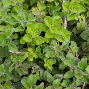 Photographie n°2149002 du taxon Origanum vulgare L. [1753]