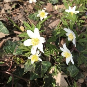 Photographie n°2149033 du taxon Anemone nemorosa L. [1753]