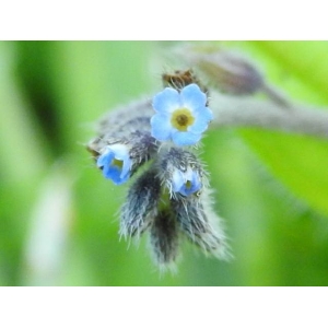 Myosotis minutiflora Boiss. & Reut. (Myosotis à petites fleurs)