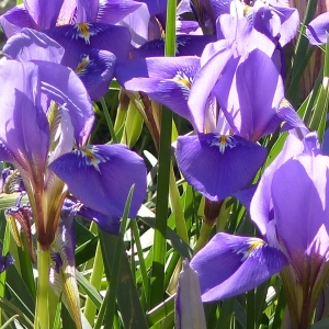 Photographie n°2149077 du taxon Iris versicolor L. [1753]