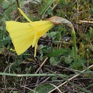 Photographie n°2149091 du taxon Narcissus gigas (Haw.) Steud. [1841]