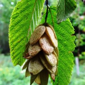  - Ostrya carpinifolia Scop.