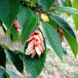 Photographie n°2149145 du taxon Ostrya carpinifolia Scop.