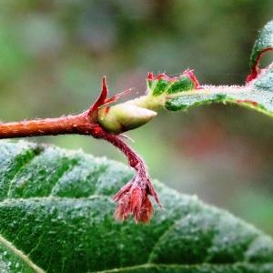 Photographie n°2149148 du taxon Ostrya carpinifolia Scop.