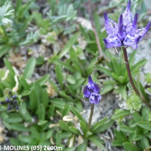  - Phyteuma globulariifolium subsp. pedemontanum (R.Schulz) Bech. [1956]