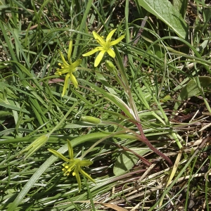 Photographie n°2149324 du taxon Gagea villosa (M.Bieb.) Sweet [1826]