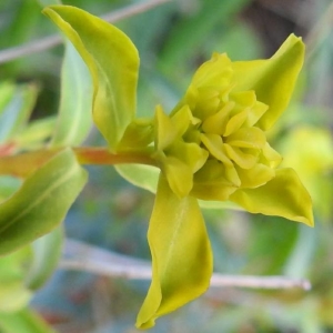 Photographie n°2149335 du taxon Euphorbia spinosa L. [1753]