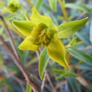 Photographie n°2149338 du taxon Euphorbia spinosa L. [1753]