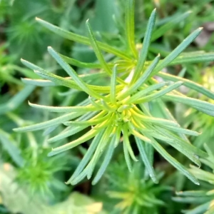 Photographie n°2149456 du taxon Galium verum L. [1753]