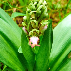 Photographie n°2149479 du taxon Himantoglossum robertianum (Loisel.) P.Delforge [1999]