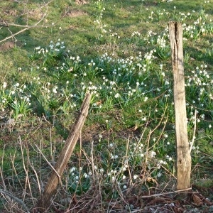 Photographie n°2149565 du taxon Leucojum vernum L. [1753]