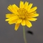  Liliane Roubaudi - Wedelia trilobata (L.) Hitchc.