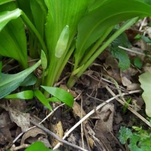 Photographie n°2149608 du taxon Allium ursinum L. [1753]