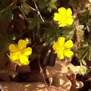 Photographie n°2149688 du taxon Ranunculus repens L. [1753]