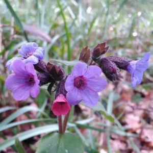 Photographie n°2149697 du taxon Pulmonaria saccharata Mill. [1768]