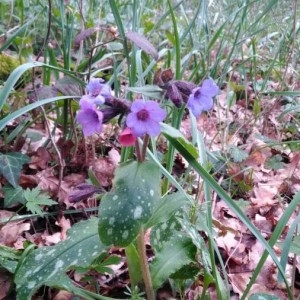 Photographie n°2149698 du taxon Pulmonaria saccharata Mill. [1768]