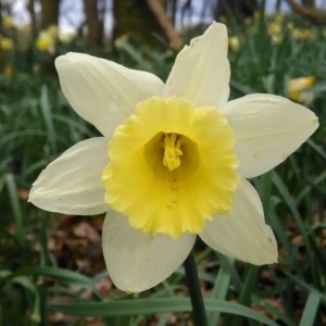 Photographie n°2149699 du taxon Narcissus pseudonarcissus L. [1753]