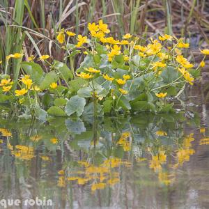 Photographie n°2149704 du taxon Caltha palustris L. [1753]