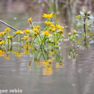 Photographie n°2149705 du taxon Caltha palustris L. [1753]