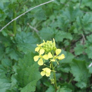 Photographie n°2149858 du taxon Rapistrum rugosum (L.) All. [1785]