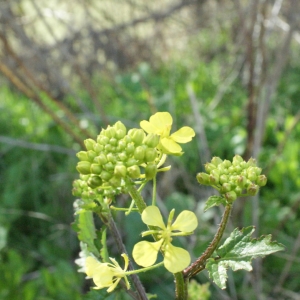 Photographie n°2149859 du taxon Rapistrum rugosum (L.) All. [1785]