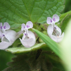 Photographie n°2149865 du taxon Lamium purpureum L. [1753]