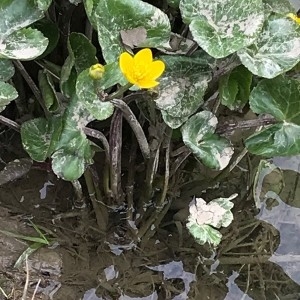 Photographie n°2149878 du taxon Caltha palustris L. [1753]