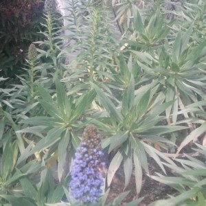 Photographie n°2149936 du taxon Echium candicans L.f. [1782]